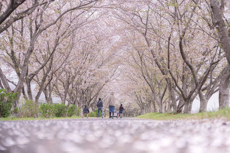 桜の花びらロード