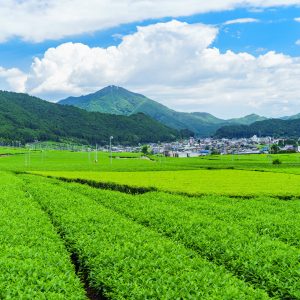 【松阪茶】新緑の茶畑