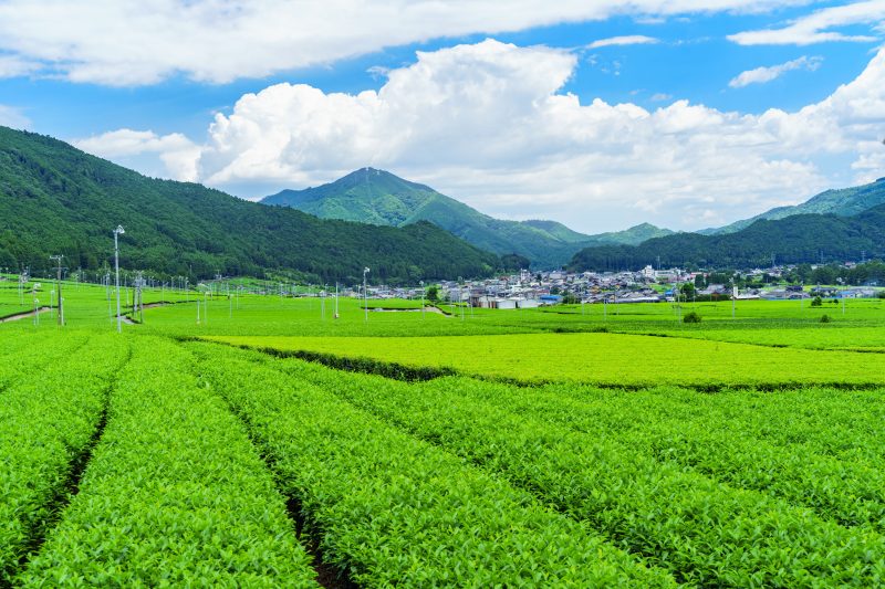 【松阪茶】新緑の茶畑