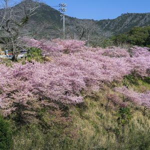 河村瑞賢公園の河津桜の写真