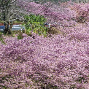 道沿いに咲く河津桜を眺める