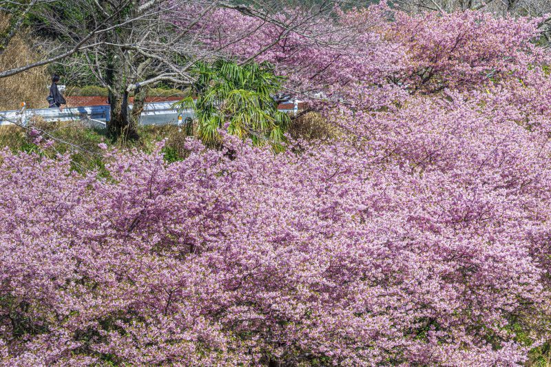 道沿いに咲く河津桜を眺める