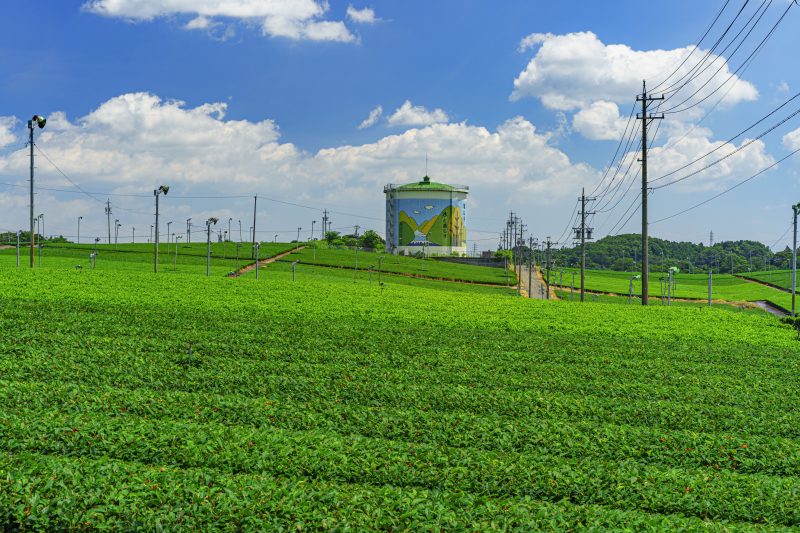 新緑の茶畑とタンク