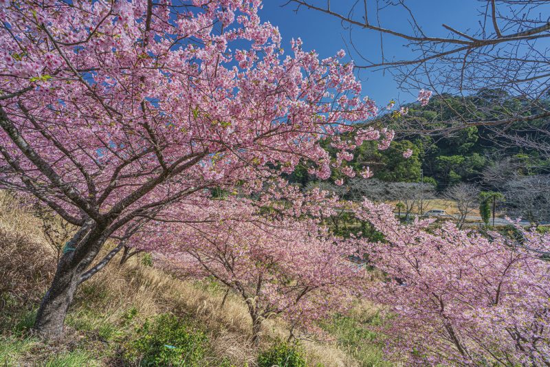 傾斜に咲く河津桜