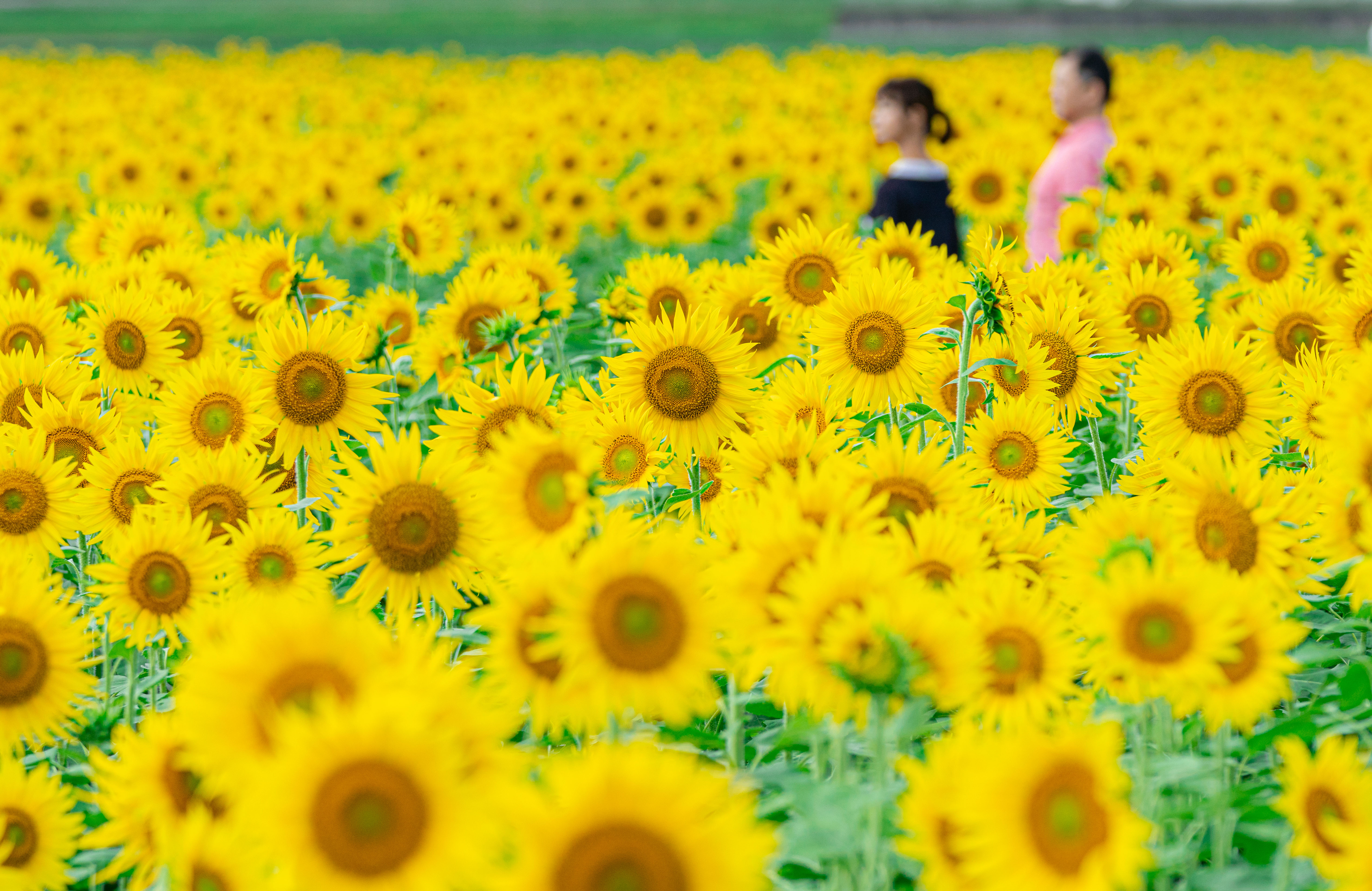 上笠田のひまわり畑の写真 ひまわりに囲まれて 三重県の無料写真は三重フォトギャラリー