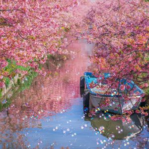 河津桜とシャボン玉