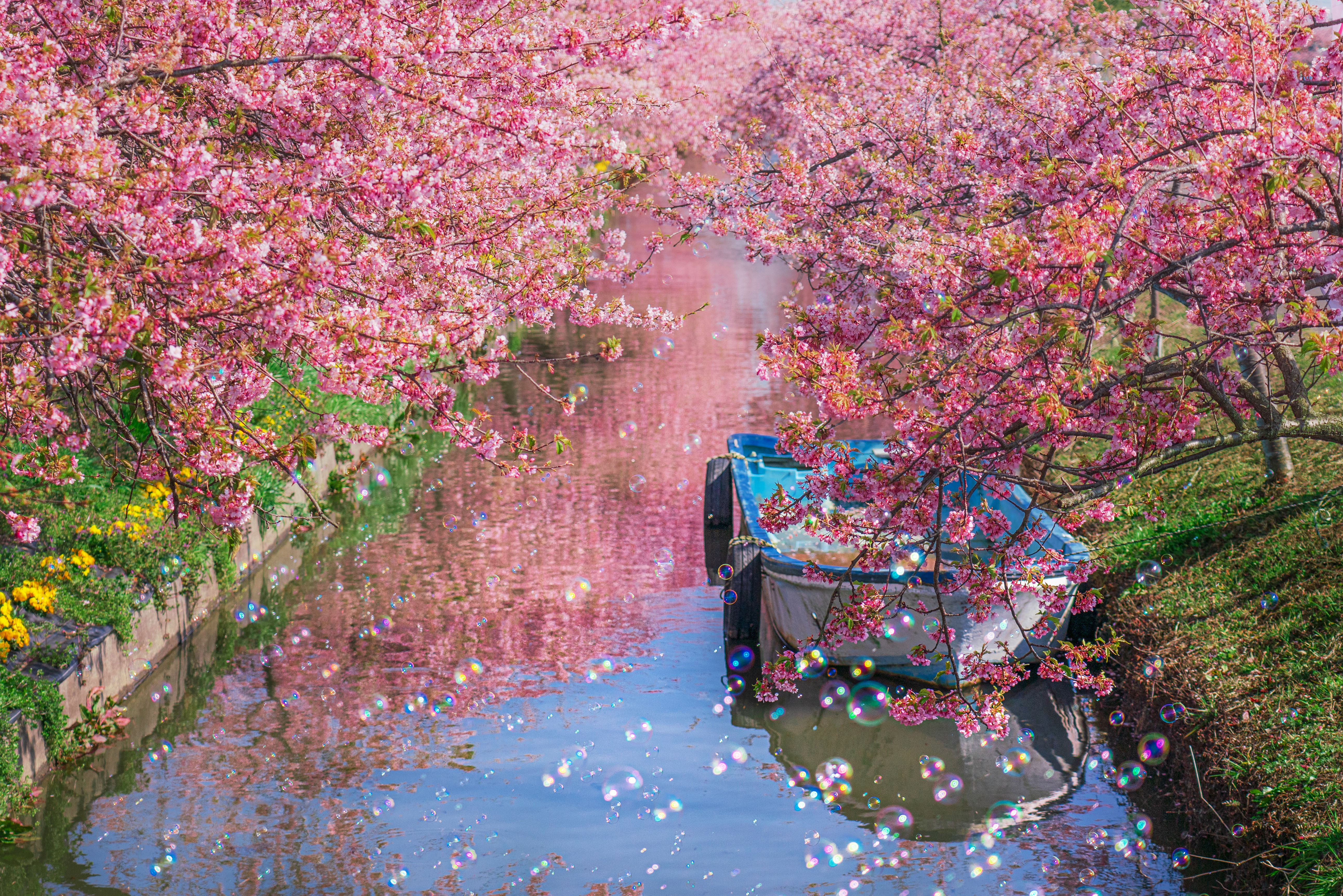 笠松河津桜ロードの写真 河津桜とシャボン玉 無料の壁紙 写真なら三重フォトギャラリー
