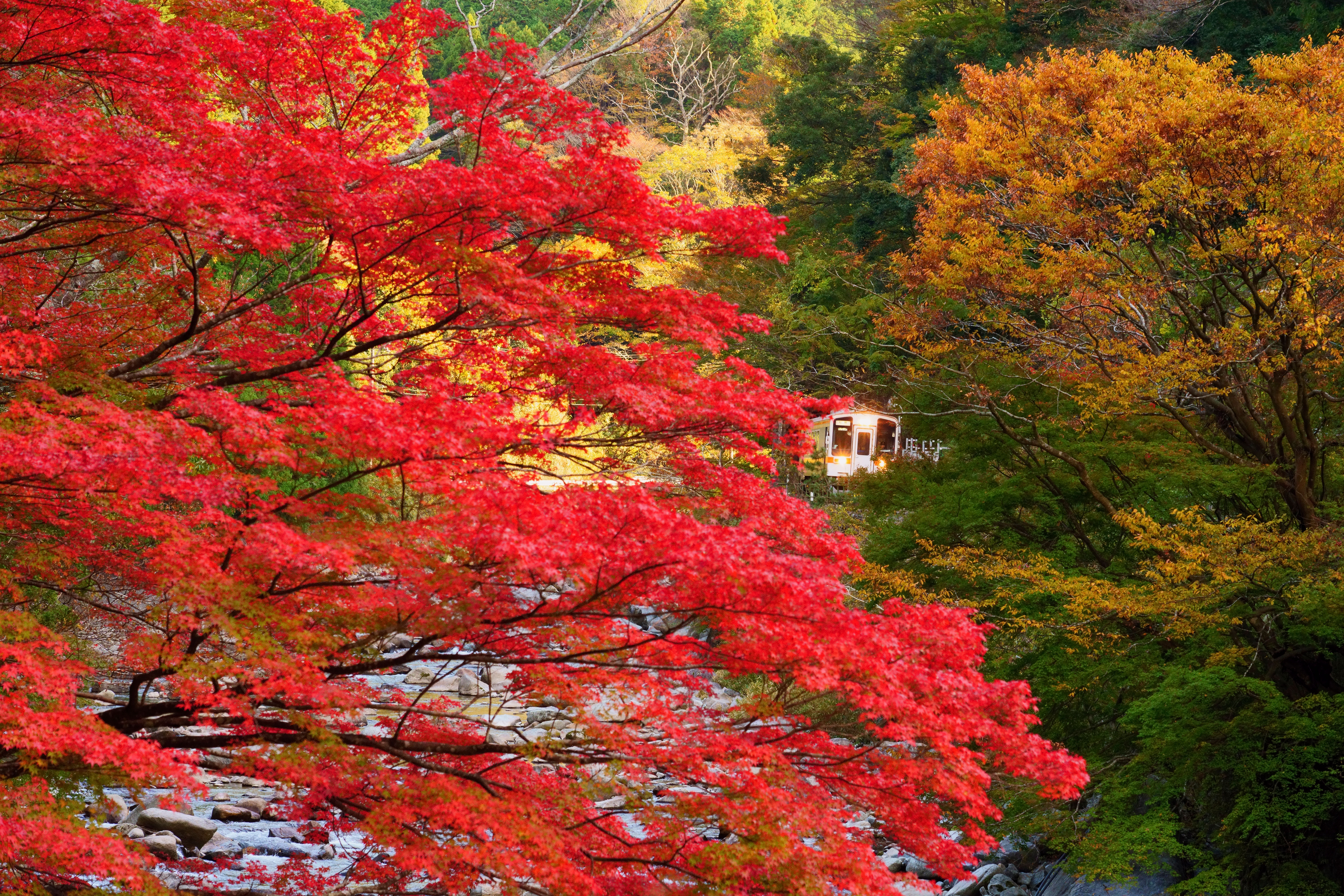名松線の写真 比津の紅葉 高画質な三重の風景写真は三重フォトギャラリー