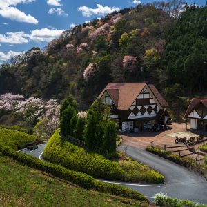 茶倉と山桜