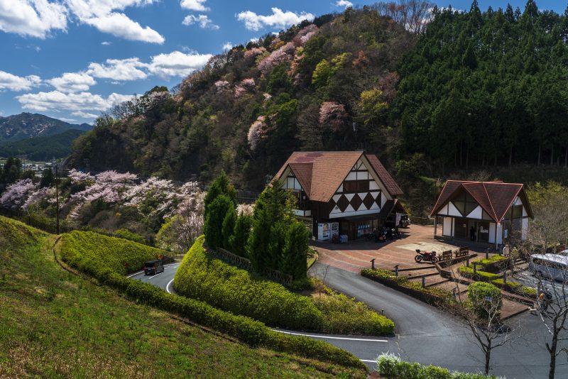 茶倉と山桜