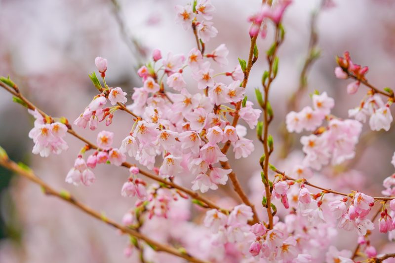 薄墨桜の花びら