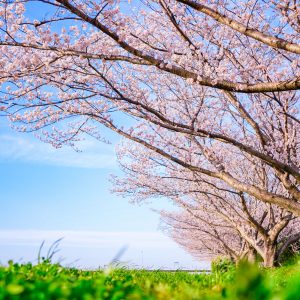 春の青空と桜並木