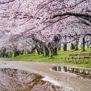 雨でも美しい桜並木