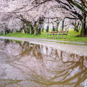 水溜りに映る桜