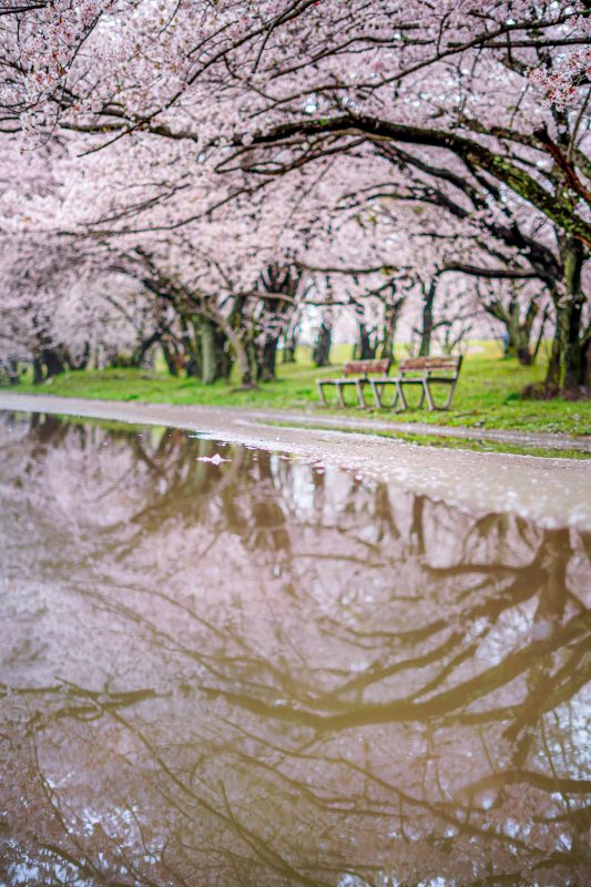 水溜りに映る桜