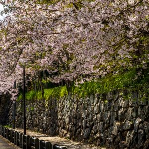 石垣と桜並木