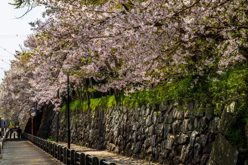 石垣と桜並木