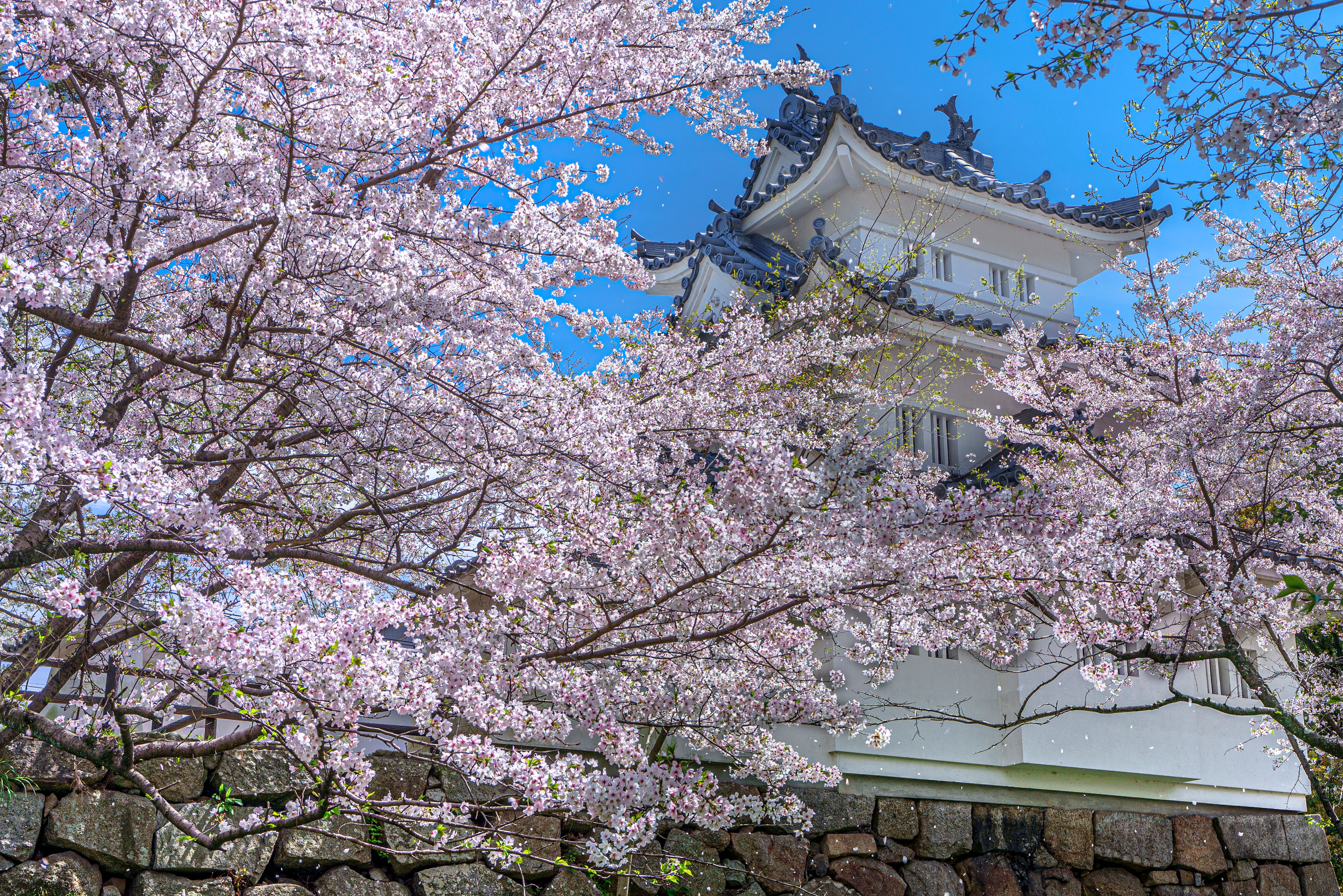 津城 お城公園 の写真 桜吹雪 高画質な三重の風景写真は三重フォトギャラリー