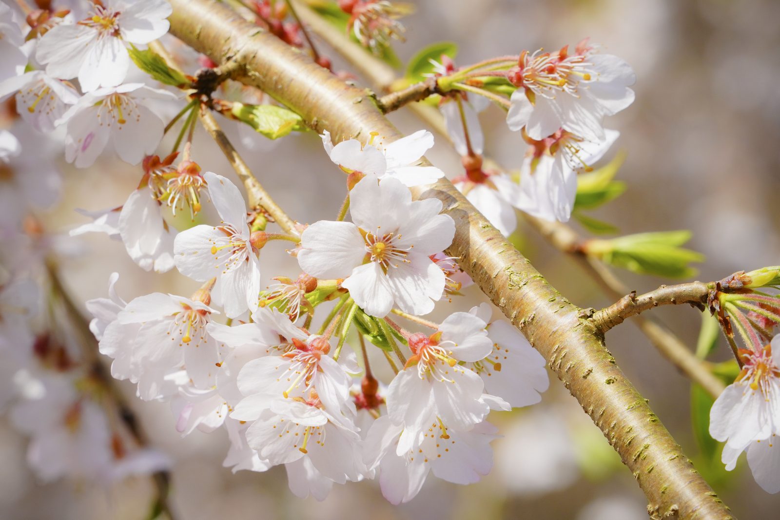樹齢１５０年の桜の花びら