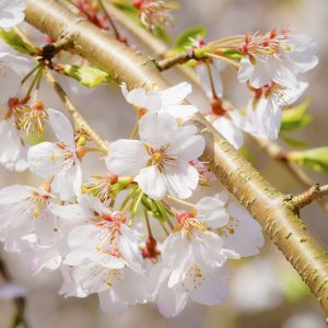 樹齢１５０年の桜の花びら