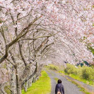 桜並木を歩く
