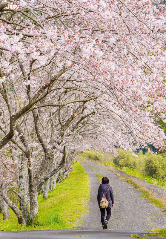 桜並木を歩く