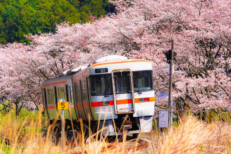 汽車と桜並木
