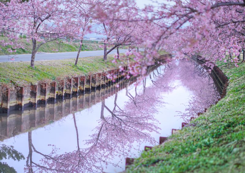 早朝の桜ロード