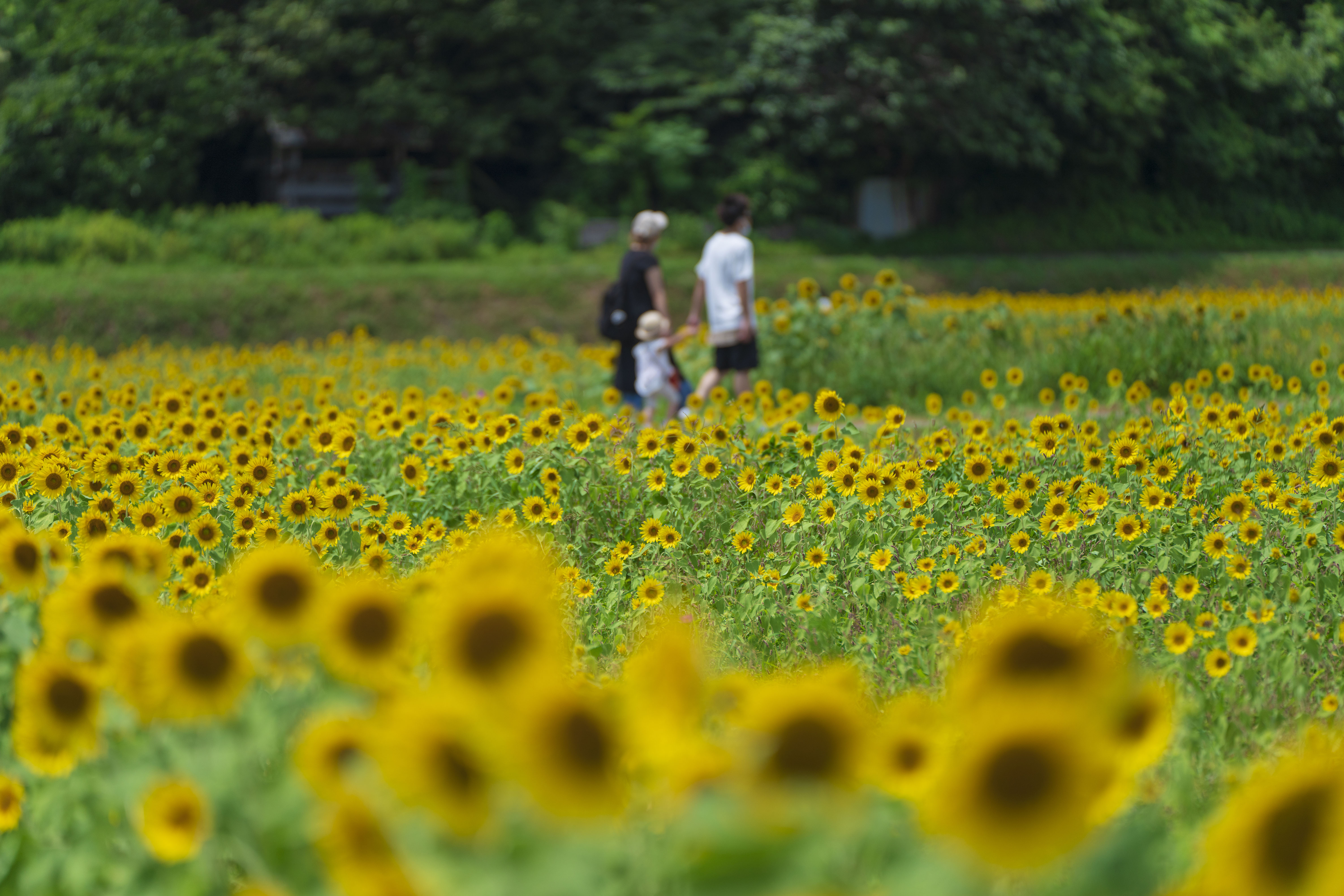 とことめの里の写真 ひまわり畑を歩く家族 三重県の無料写真は三重フォトギャラリー