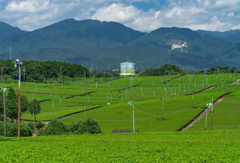 新緑に染まる茶畑と鈴鹿山脈