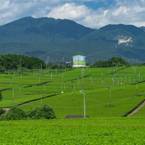 【亀山茶】新緑の茶畑と鈴鹿山脈