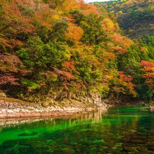 青蓮寺川と香落渓の紅葉