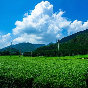 【松阪茶】入道雲と茶畑