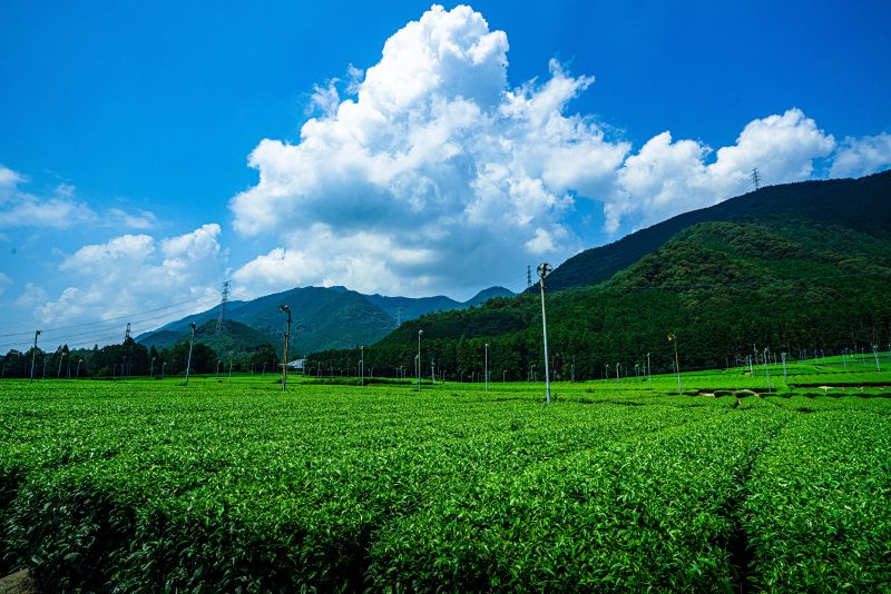 【松阪茶】入道雲と茶畑