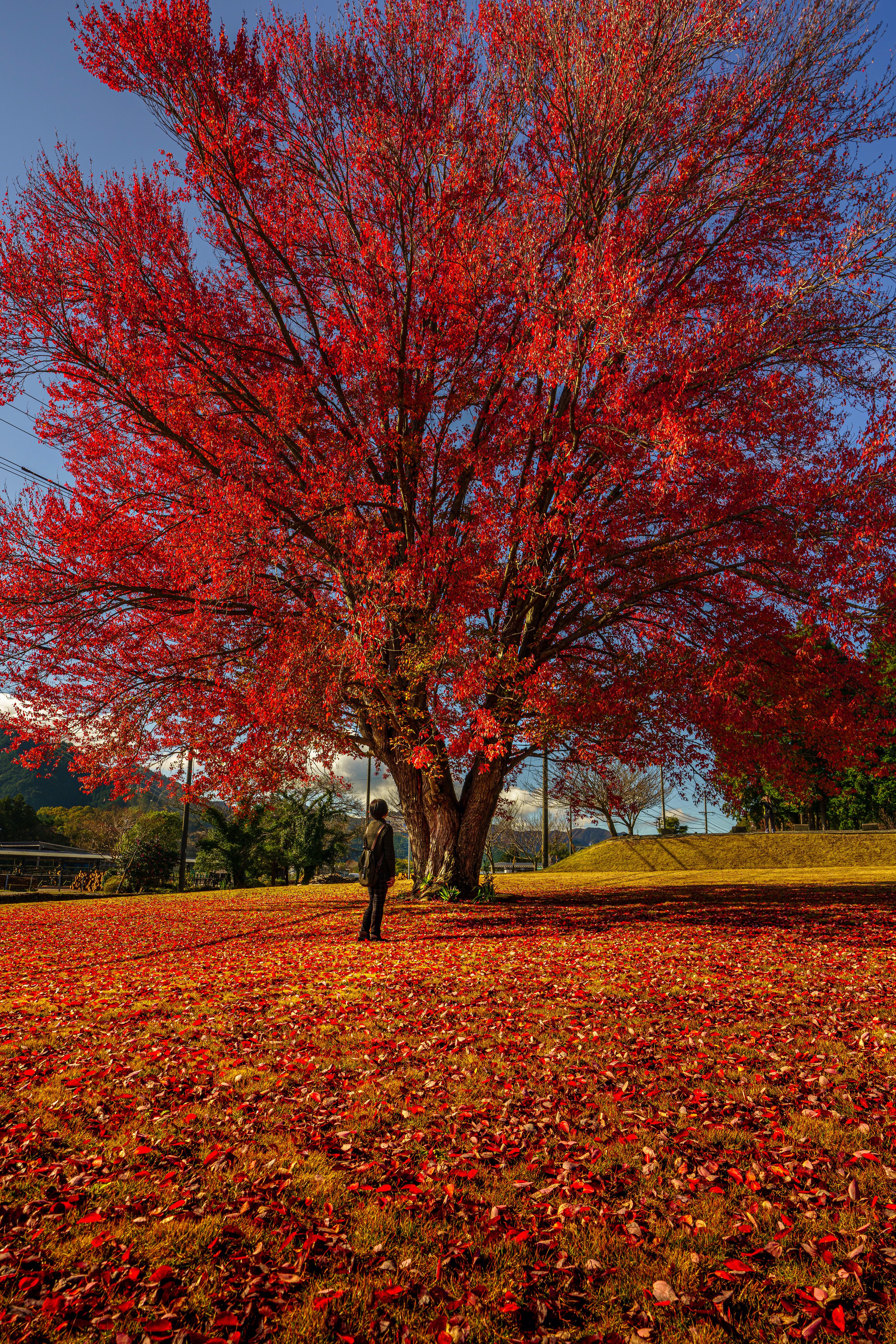 飯南高校のハナノキの写真 紅葉のじゅうたん 三重県の無料写真は三重フォトギャラリー