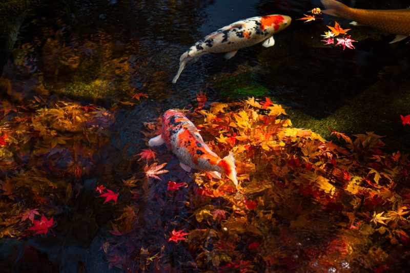 鯉と秋
