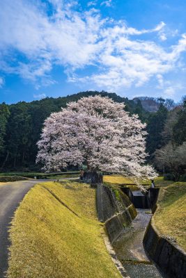 竹原の淡墨桜の写真 真っ白な淡墨桜 高画質な三重の風景写真は三重フォトギャラリー