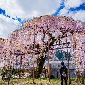 柏崎支所のしだれ桜の観光情報と写真一覧