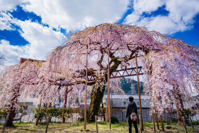 柏崎支所前のしだれ桜の観光情報と写真一覧