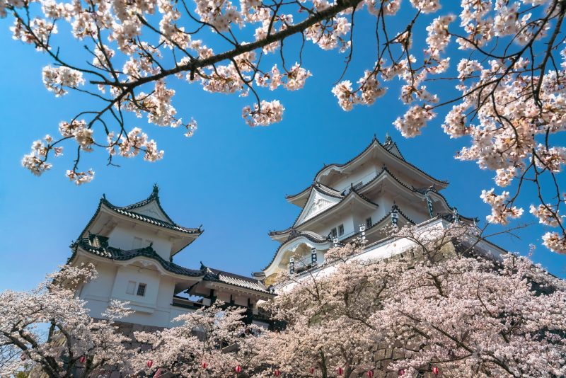 伊賀上野城と桜