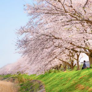 安濃川と桜並木