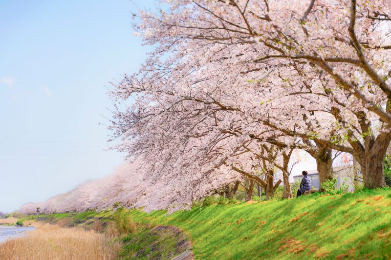 安濃川と桜並木