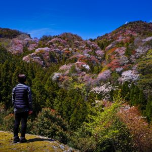 相津峠の山桜の観光情報と写真一覧