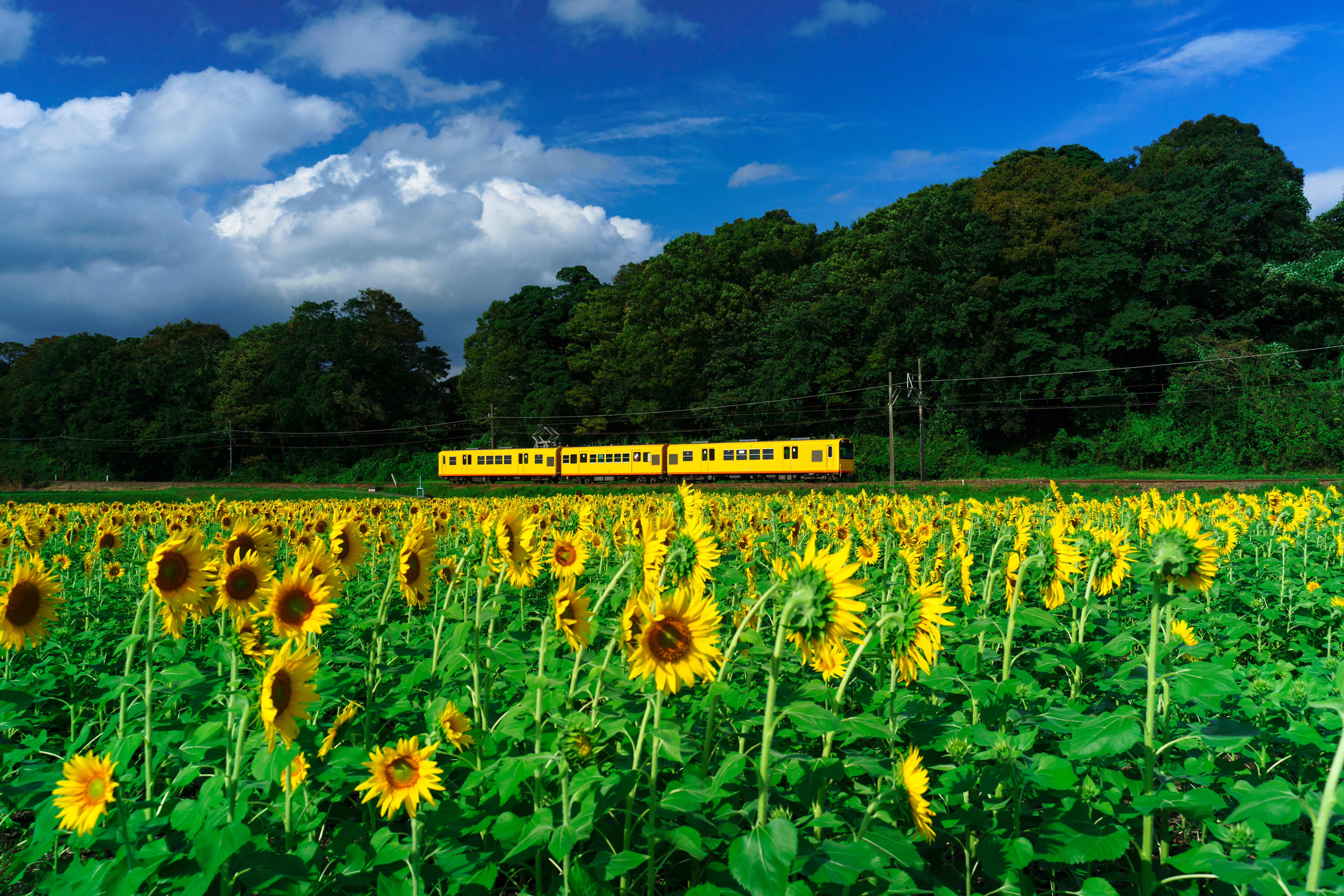 いなべ市 上笠田のひまわり畑の写真 青空とひまわりと三岐鉄道 高画質な三重の風景写真は三重フォトギャラリー