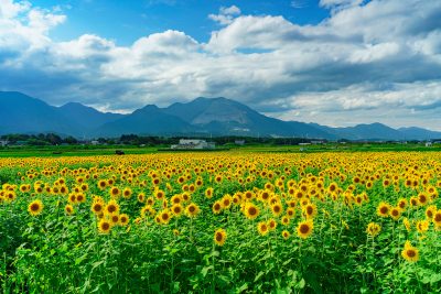 上笠田のひまわり畑の観光情報と写真一覧