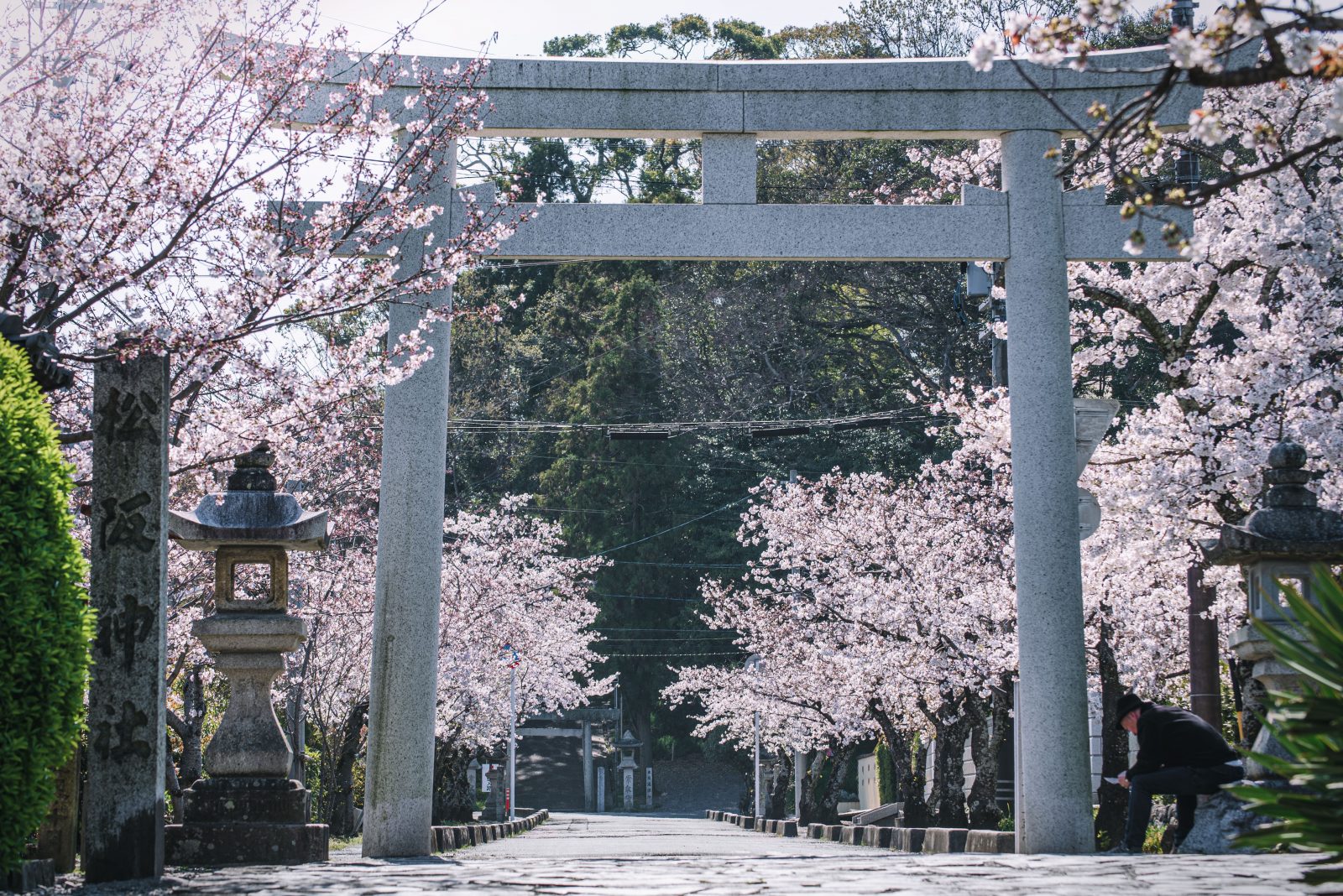 松阪神社の桜並木