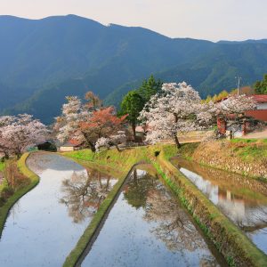三多気の桜の観光情報と写真一覧