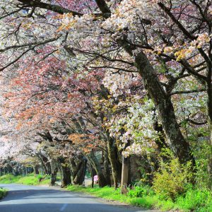 彩り豊かな山桜並木