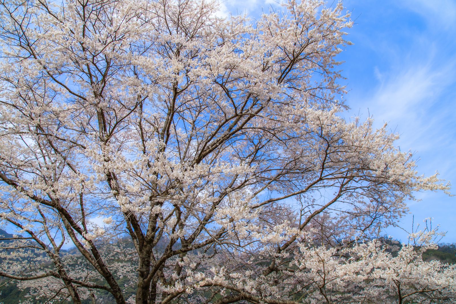 薄墨桜の春の青空