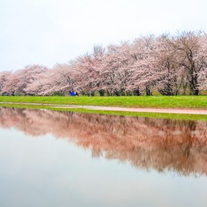 千本桜のリフレクション